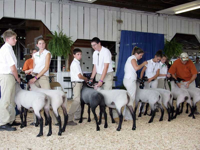 2008-Montgomery-Co-4-H-Pairs-Class,-Elsa-Friis-on-left