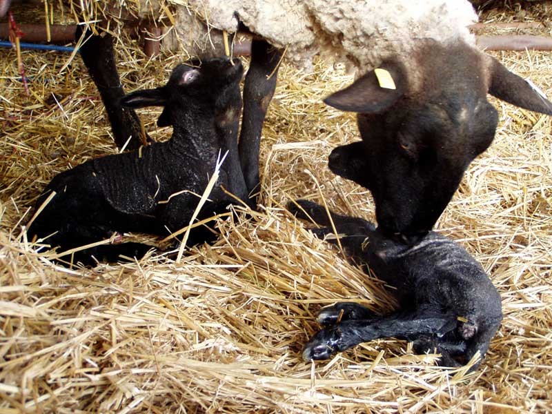 Ewe-0722—twins-just-born-in-loafing-shed,-Ewe-cleaning-lambs-1984×1488
