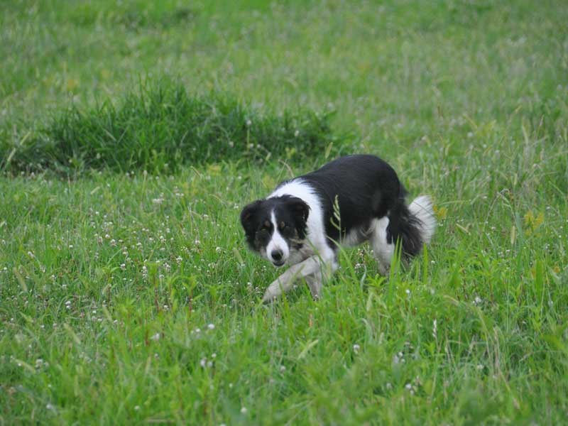 Frisk,-one-of-border-collie-farm-managers-(2)-1072×712