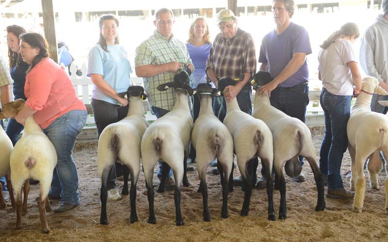2014-Vorac-Suffolks-Flock-for-Premier-Exhibitor-Meat-Breeds-Banner-2448×1634